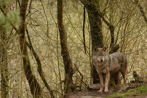 Umweltministerium informiert: Wolfsindividualisierungen liegen vor