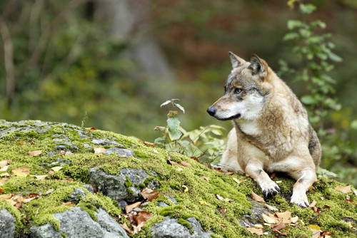 Umweltministerium informiert: Neue Wolfsnachweise in der Eifel und im Westerwald