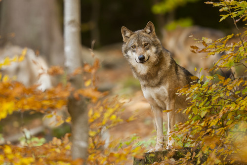 Umweltministerium informiert: Neuer Wolfsnachweis in der Eifel
